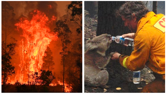 El video de un bombero salvando a un koala que conmueve al mundo