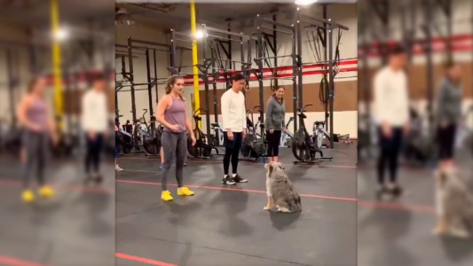 El increíble video del perro que hace crossfit