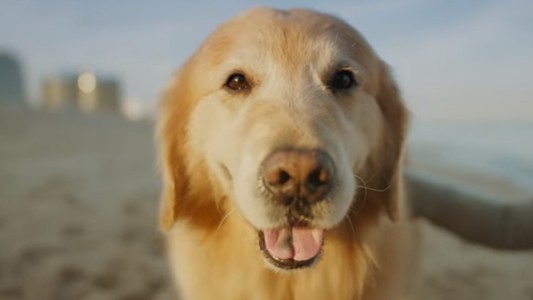 Pagó 6 millones de dólares para que pasen un anuncio de su perro