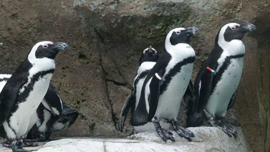 Comprueban que los pingüinos africanos usan un lenguaje similar al humano