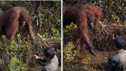 Solidaridad: orangután le da su mano a un hombre en un pantano