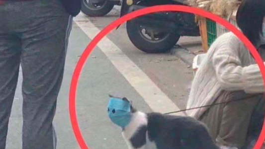 El gatito con barbijo que se volvió viral