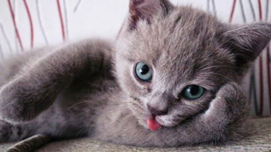 La peculiar razón por el cual  todos los 20 de febrero se celebra el “Día Internacional del Gato”