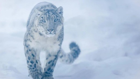 Inesperado descubrimiento de un leopardo de las nieves