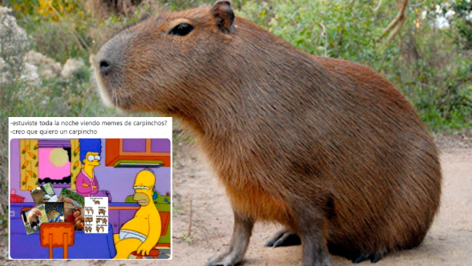 Todo lo que tenes que saber del carpincho: el animal del momento
