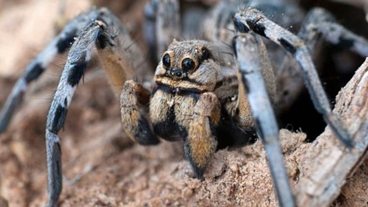 Una especie de arañas se volvió caníbal por el calentamiento global