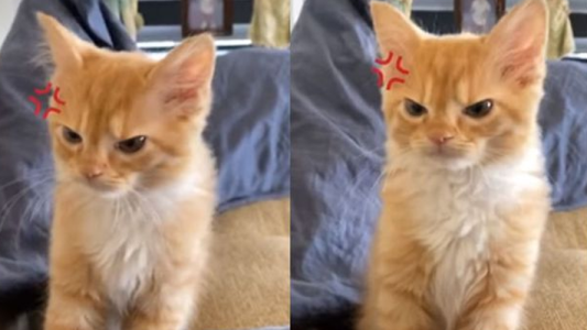 El gato enojado que se volvió viral