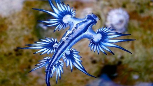 Dragón Azul: la extraña especie que apareció en Estados Unidos