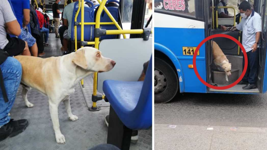 La triste historia del perro que busca a su dueña en los colectivos