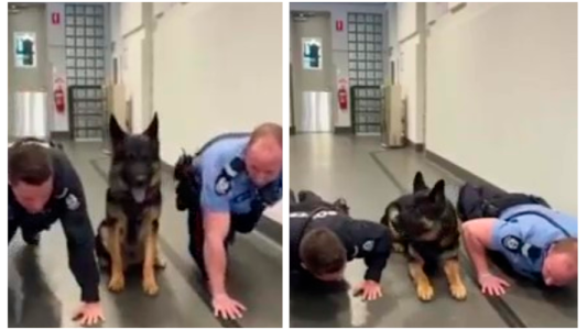 El perro policía que hace flexiones se volvió viral