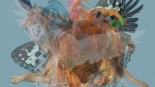 Desafío: el animal que veas primero define tu personalidad