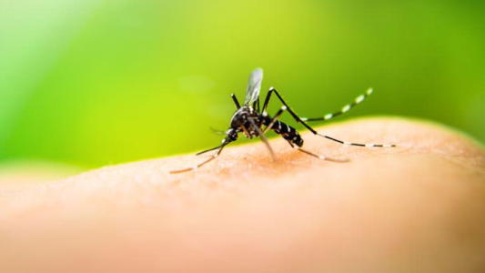 El INTA desarrolló un producto clave contra el Dengue