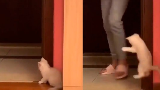 Lo más tierno que verás hoy: el gatito asustador
