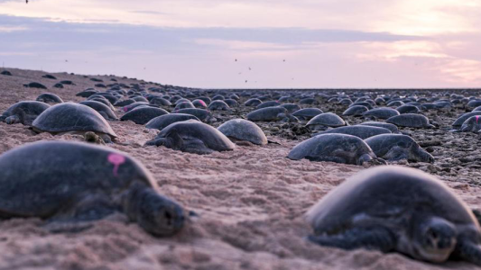 Una colonia de tortugas en peligro de extinción volvió a su hogar tras 35 años de haber migrado
