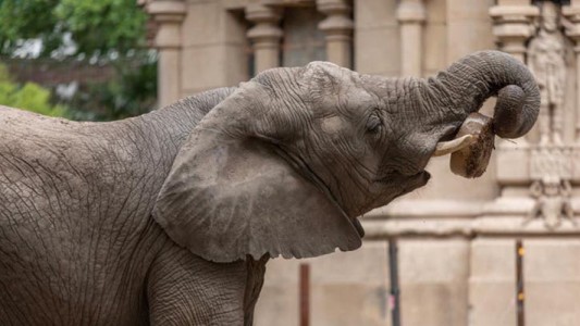 Las últimas elefantas del Ecoparque porteño serán enviadas a un santuario de Brasil