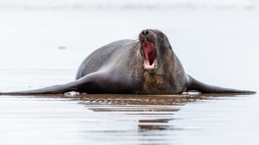 Indignante: golpearon y dejaron inconsciente a una foca para tomarse una foto