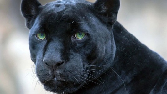 Un jaguar negro suelto por el Parque Nacional Iguazú