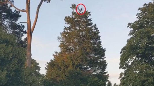 Un hombre hizo un picnic en la copa de un árbol a 18 metros de altura