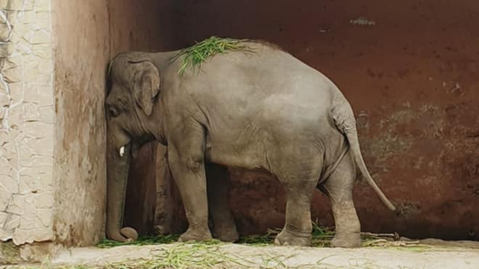 La historia de Kaavan: el elefante deprimido que recuperó su libertad