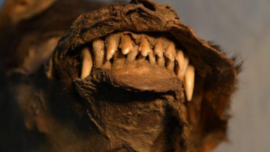 La era del hielo: el hallazgo dentro estómago de un cachorro hace 14 mil años