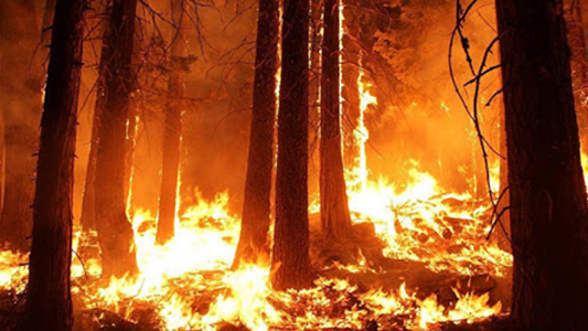 El 95% de los incendios forestales en las 11 provincias, fueron producidos por intervenciones humanas