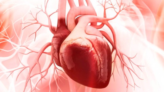 Importante descubrimiento sobre el corazón de un equipo de investigadores argentinos