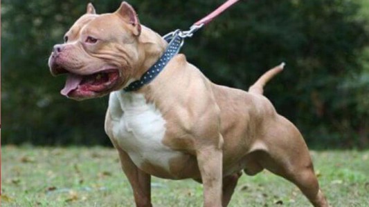 Un pitbull atacó a una niña de 9 años y la mató