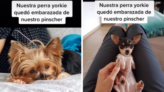 Perros de distinta raza tuvieron cría y se hicieron virales