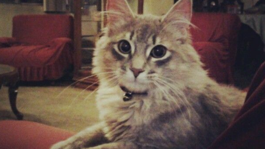 Por medio de una sentencia judicial: ¡una ex pareja deberá compartir la tenencia de su gato!