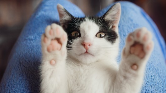 Conocé la app que traduce los maullidos de los gatos en palabras