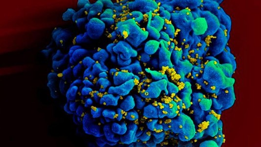 El nuevo virus similar al ébola que alarma a Bolivia