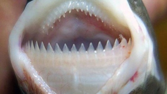 El extraño tiburón que devora submarinos en el Triángulo de las Bermudas