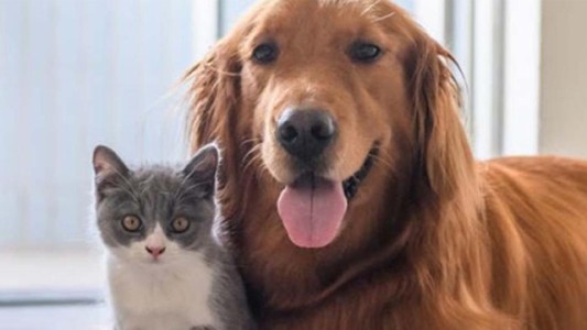 ¿Cuáles son los síntomas de los animales que tienen Coronavirus?