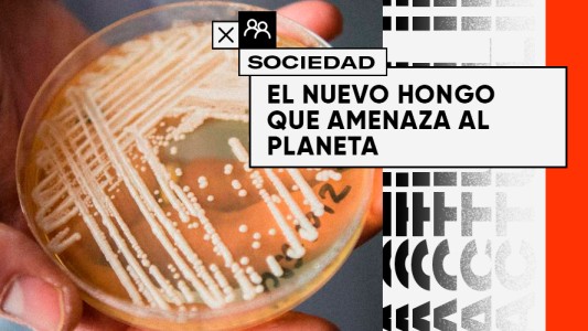 El nuevo hongo letal que amenaza a los humanos