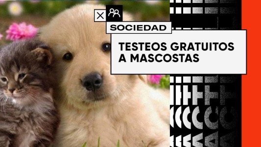 En Corea Del Sur realizarán testeos gratis a Gatos y Perros