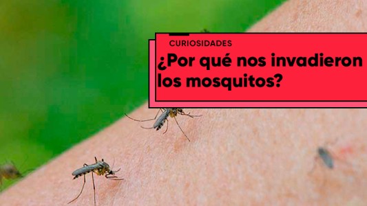 ¿A qué se debe la invasión de mosquitos?