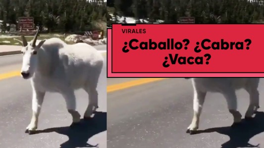 ¿Qué clase de animal es este?