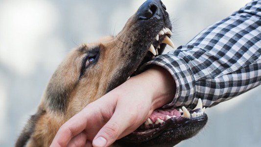 Lo mató de un disparo en la cabeza, porque lo mordió su perro