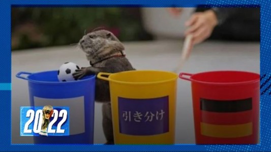 Mascota profeta: la nutria Taiyo predijo el triunfo japonés en el Mundial