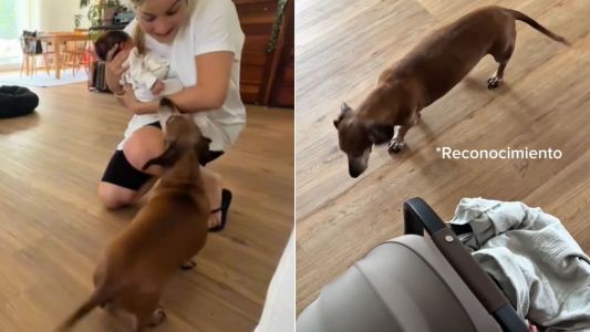 Video | Sofía Pachano grabó la reacción de su perro al conocer por primera vez a su bebé